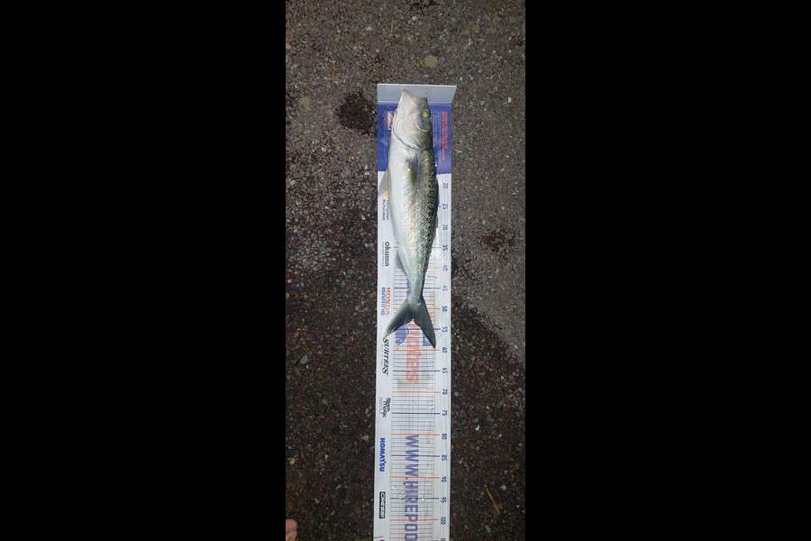 Tekaea Doolan caught this 52.5cm Kahawai at Waitangi  during The Export NZ Fishing Competition