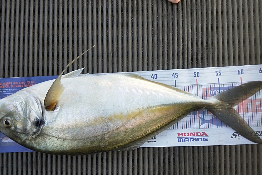 Harold Webber caught this 57.5cm Trevally at Tauranga harbour during The Export NZ Fishing Competition