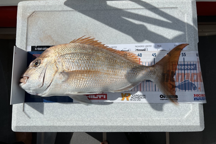 Melissa Martin caught this 51.0cm Snapper at Coromandel during The Export NZ Fishing Competition