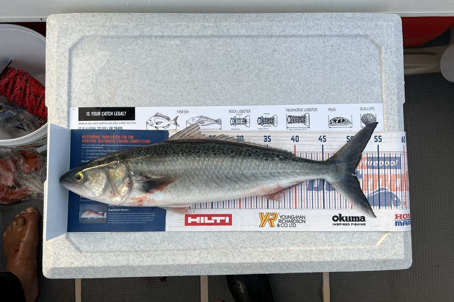 Melissa Martin caught this 50.5cm Kahawai at Coromandel during The Export NZ Fishing Competition