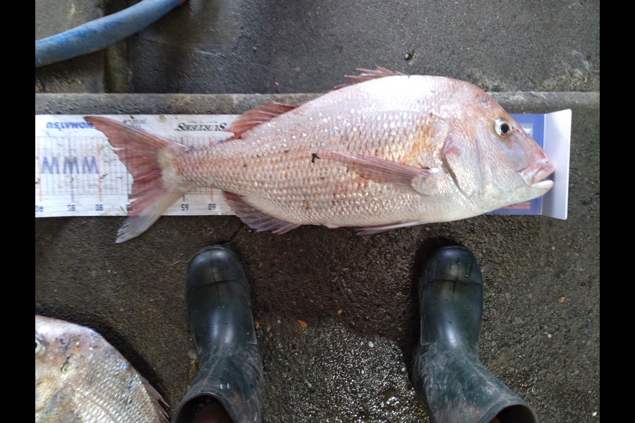 Heath Robinson caught this 74.0cm Snapper at Patea during The Export NZ Fishing Competition