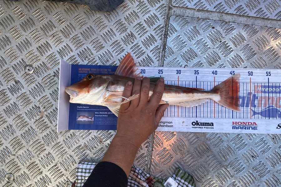 Brian Lewis caught this 46.5cm Gurnard at Nelson bays during The Export NZ Fishing Competition