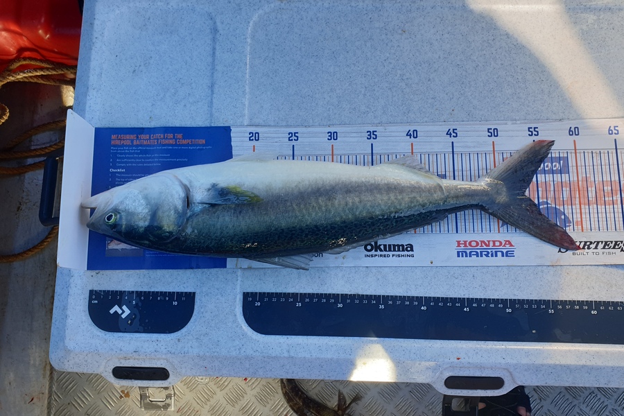 Paul Harrison caught this 53.0cm Kahawai at Marlborough  during The Export NZ Fishing Competition