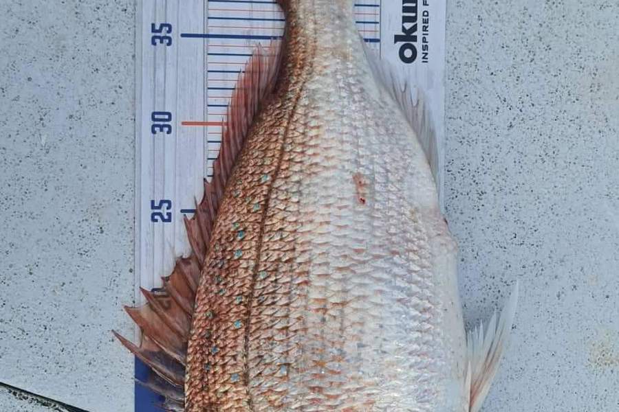 Michelle Feldtman caught this 43.5cm Snapper at Paihia during The Export NZ Fishing Competition