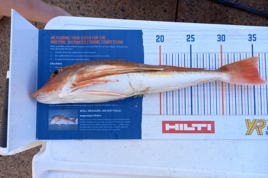 Phill Beer caught this 35.5cm Gurnard at Pauanui during The Export NZ Fishing Competition
