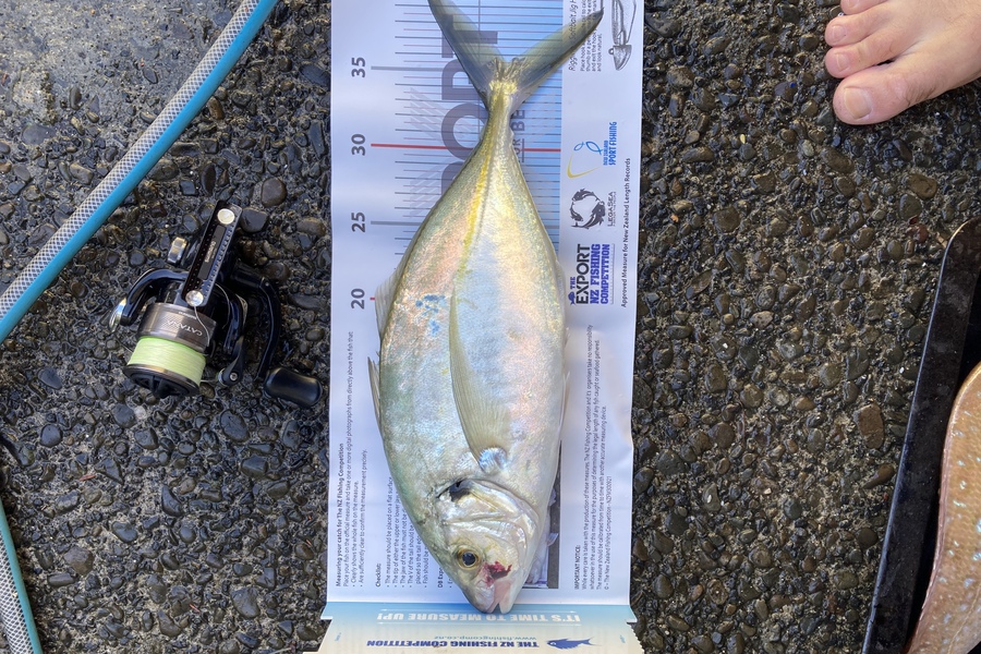 Matthew Muir caught this 35.5cm Trevally at Auckland  during The Export NZ Fishing Competition