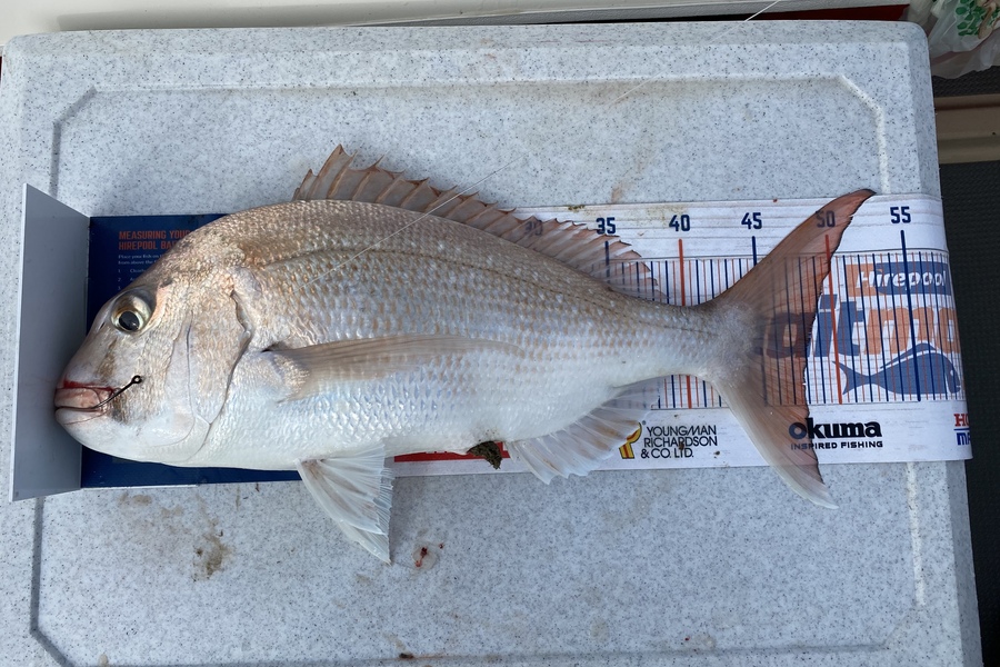 Ian Pedersen caught this 48.0cm Snapper at coromandel  during The Export NZ Fishing Competition