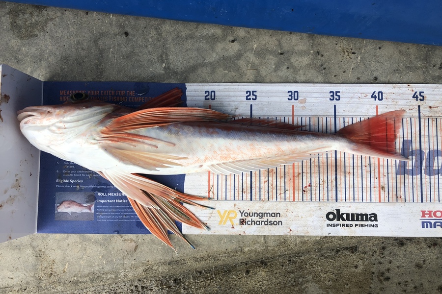 Ollie Karangaroa caught this 42.0cm Gurnard at Mahia beach during The Export NZ Fishing Competition