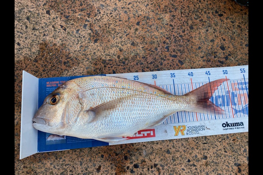 Shawn Beer caught this 44.0cm Snapper at Pauanui during The Export NZ Fishing Competition