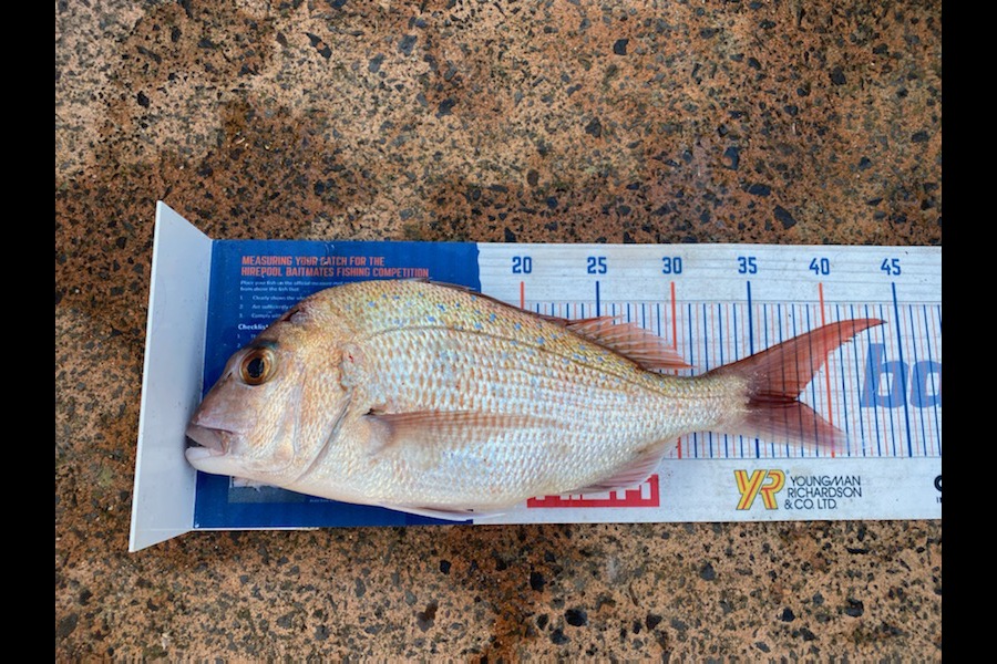 Mikayla Baird caught this 37.5cm Snapper at pauanui  during The Export NZ Fishing Competition
