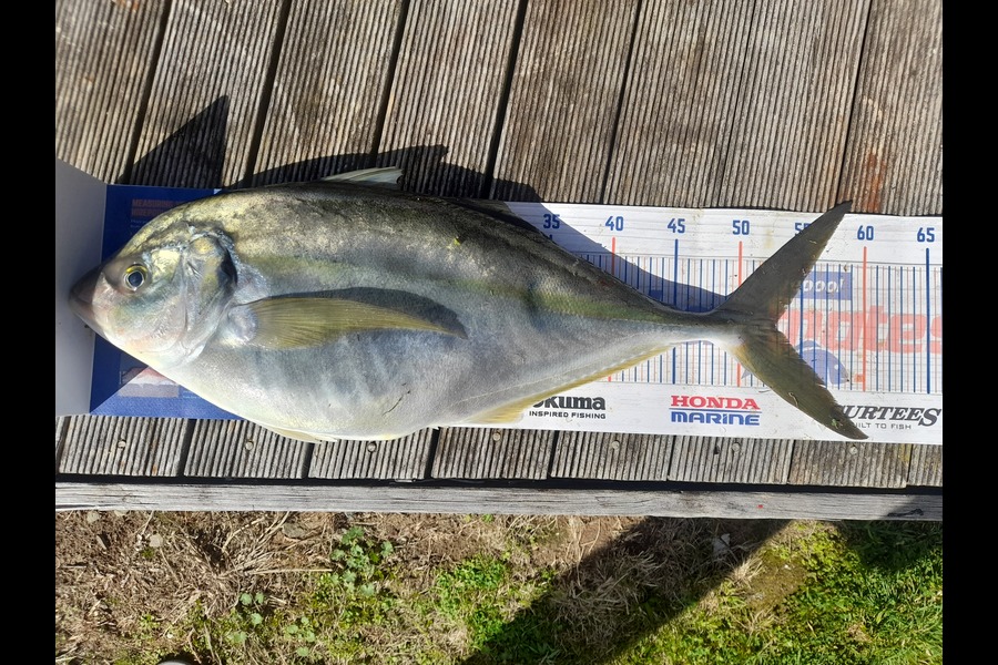 Tim Hagan caught this 52.5cm Trevally at titahi bay during The Export NZ Fishing Competition