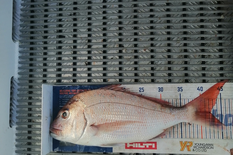 Riki Archer caught this 42.0cm Snapper at Tauranga  during The Export NZ Fishing Competition