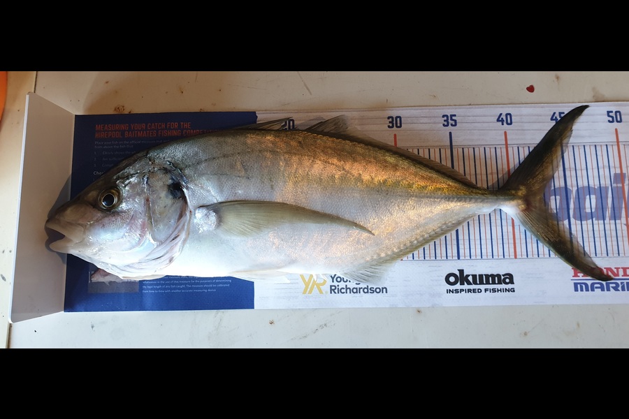Ken McDonald caught this 43.0cm Trevally at Mount Maunganui  during The Export NZ Fishing Competition