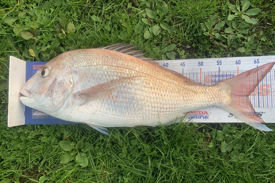 Josh Bolton caught this 62.5cm Snapper at Wellington during The Export NZ Fishing Competition