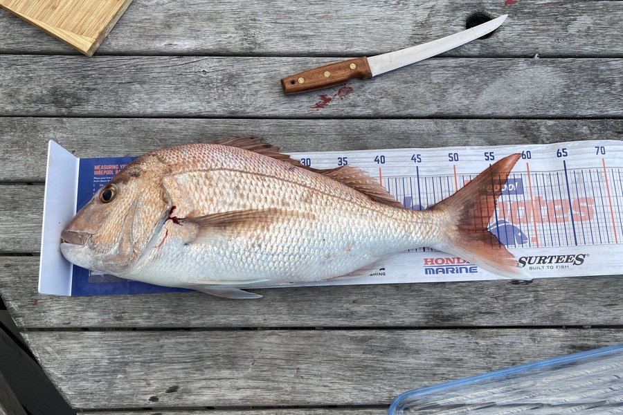 Brent Kale caught this 53.5cm Snapper at Karewa island  during The Export NZ Fishing Competition
