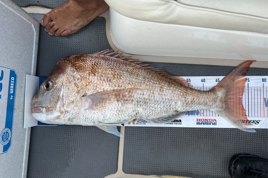 Melissa Martin caught this 72.5cm Snapper at Coromandel during The Export NZ Fishing Competition