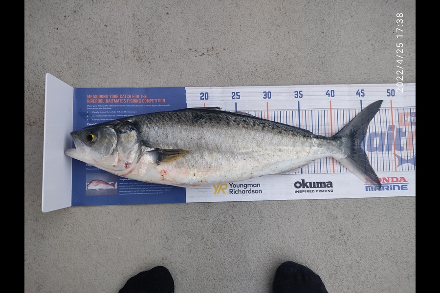 Zhoel Truman caught this 44.5cm Kahawai at Oriental bay, Wellington. during The Export NZ Fishing Competition