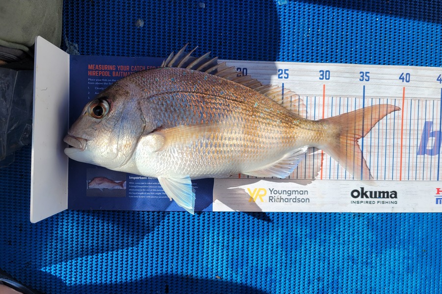 Alix Penewiripo caught this 34.5cm Snapper at Coromandel during The Export NZ Fishing Competition