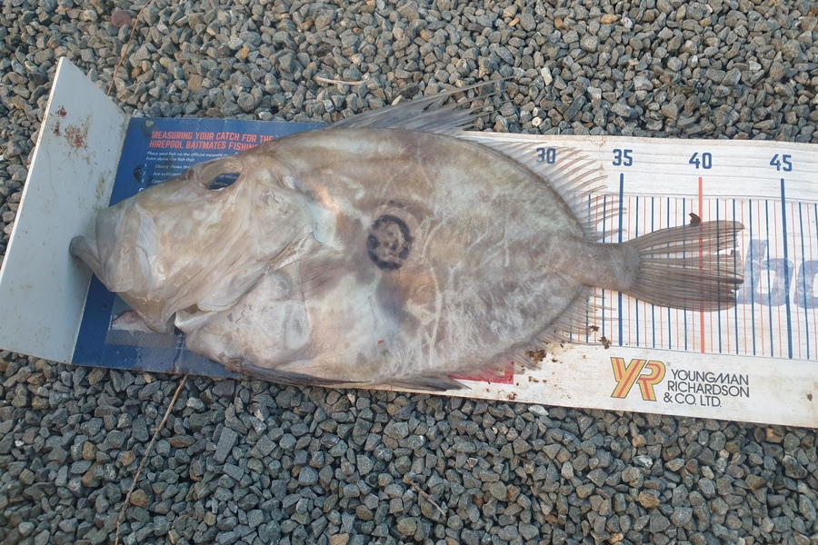 Rodney Niven caught this 42.0cm John Dory at Mana during The Export NZ Fishing Competition