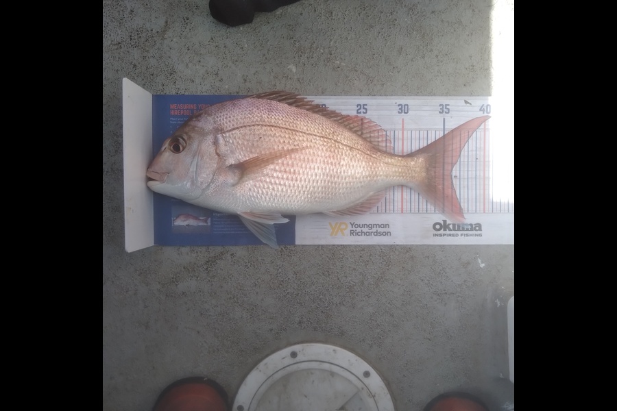 Sam earle caught this 35.5cm Snapper at Manukau harbour  during The Export NZ Fishing Competition