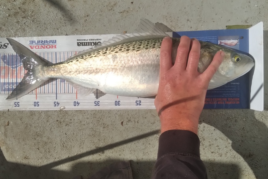 Sam earle caught this 52.0cm Kahawai at Manukau harbour  during The Export NZ Fishing Competition