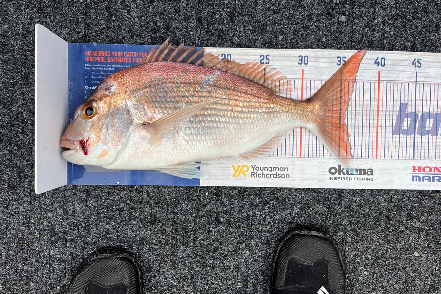 Leanne Murray caught this 35.5cm Snapper at Coromandel during The Export NZ Fishing Competition