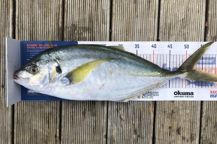 Andrew Froome caught this 52.0cm Trevally at Port Taranaki  during The Export NZ Fishing Competition