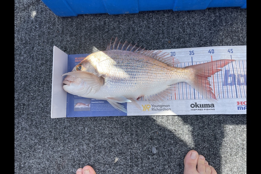 Tony Watson caught this 38.5cm Snapper at Coromandel  during The Export NZ Fishing Competition