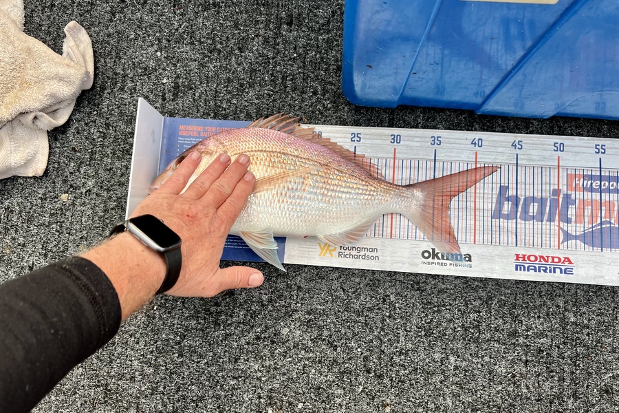 Tony Watson caught this 37.0cm Snapper at Coromandel  during The Export NZ Fishing Competition