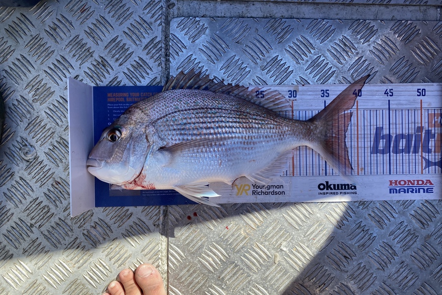 Brian Lewis caught this 38.0cm Snapper at Nelson bays during The Export NZ Fishing Competition