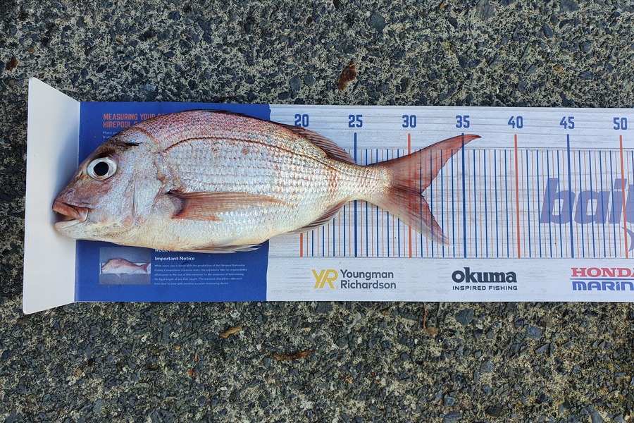 Misha Zdravkovic caught this 31.0cm Snapper at Rangitoto during The Export NZ Fishing Competition