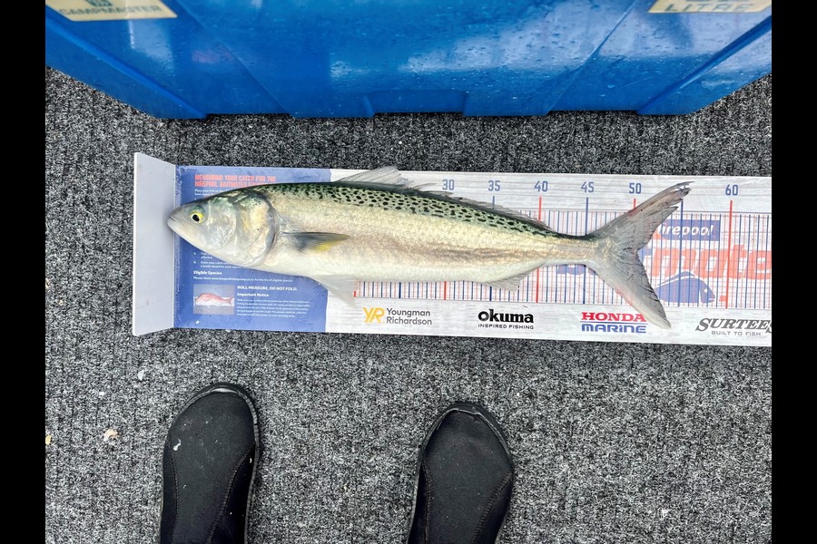 Janice Murray caught this 50.5cm Kahawai at Coromandel during The Export NZ Fishing Competition