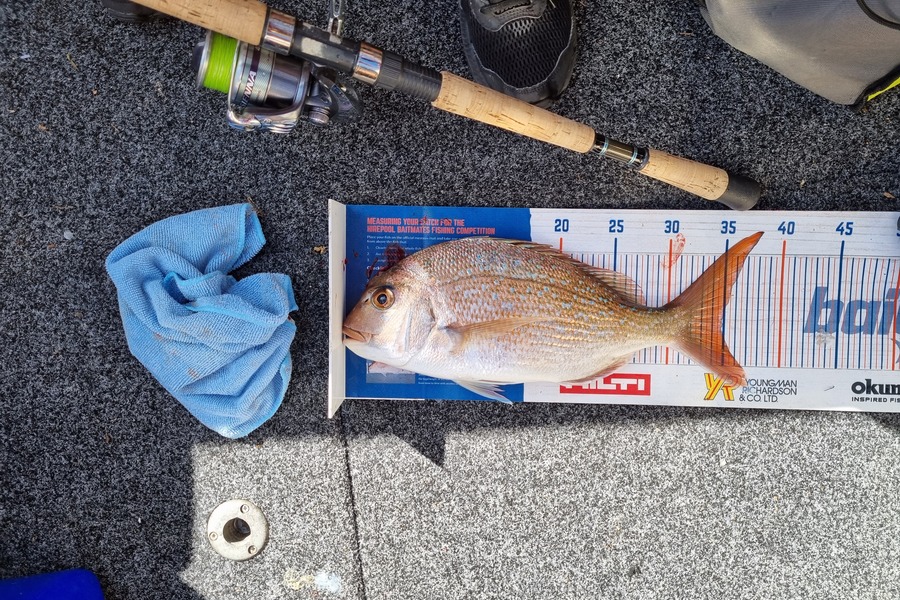 Ayla Gillespie caught this 35.0cm Snapper at French Pass during The Export NZ Fishing Competition