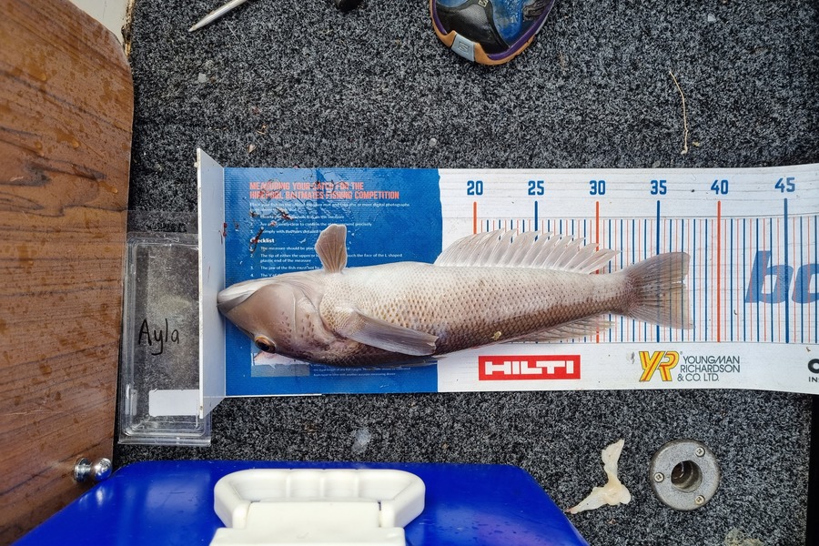 Ayla Gillespie caught this 37.0cm Blue Cod at French Pass during The Export NZ Fishing Competition