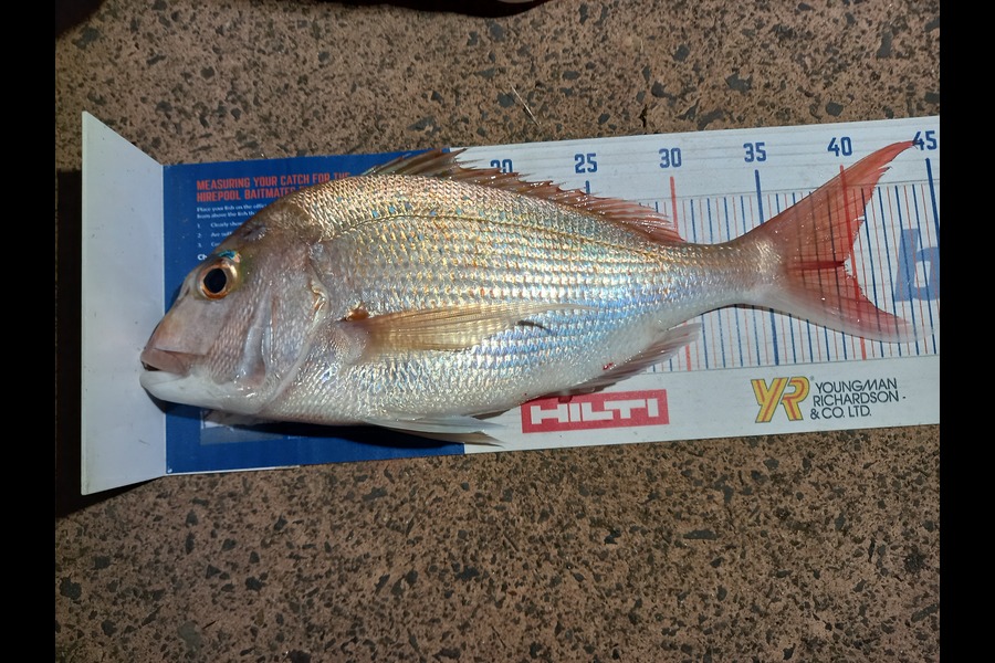 Phill Beer caught this 39.5cm Snapper at Pauanui during The Export NZ Fishing Competition