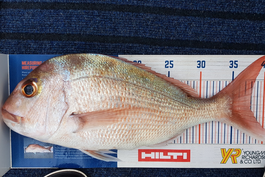 Glenn Lucas caught this 38.0cm Snapper at Kawau  during The Export NZ Fishing Competition