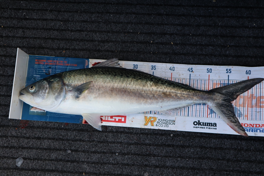 Mark Cotton caught this 55.5cm Kahawai at Tasman Bay during The Export NZ Fishing Competition