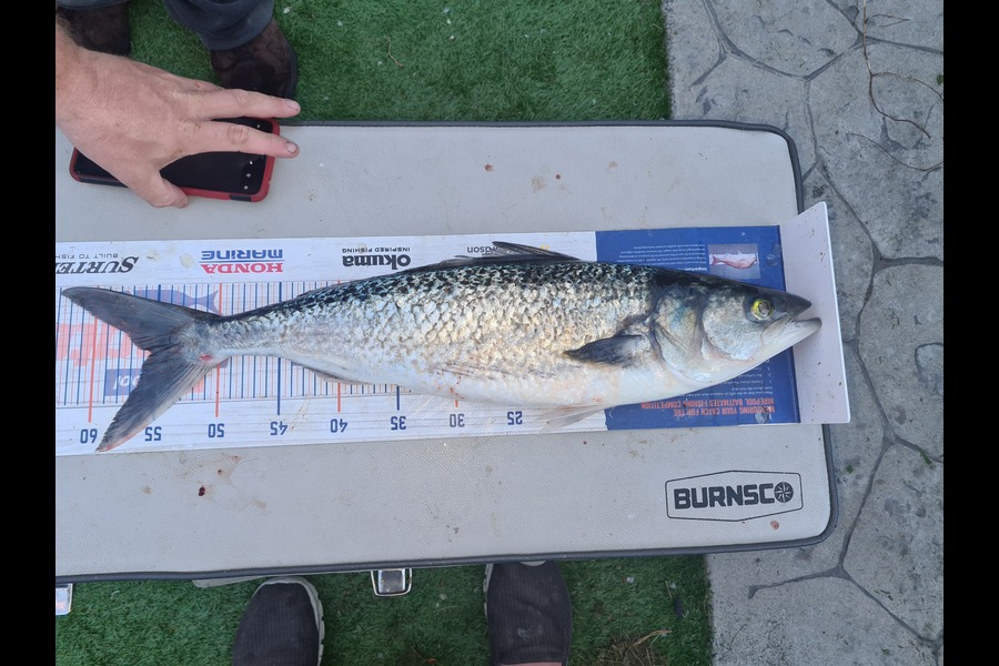 David Kovacs caught this 55.0cm Kahawai at Wellington harbor  during The Export NZ Fishing Competition