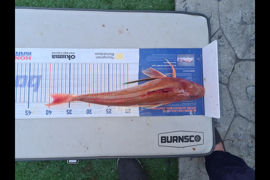 David Kovacs caught this 39.0cm Gurnard at Wellington harbor  during The Export NZ Fishing Competition