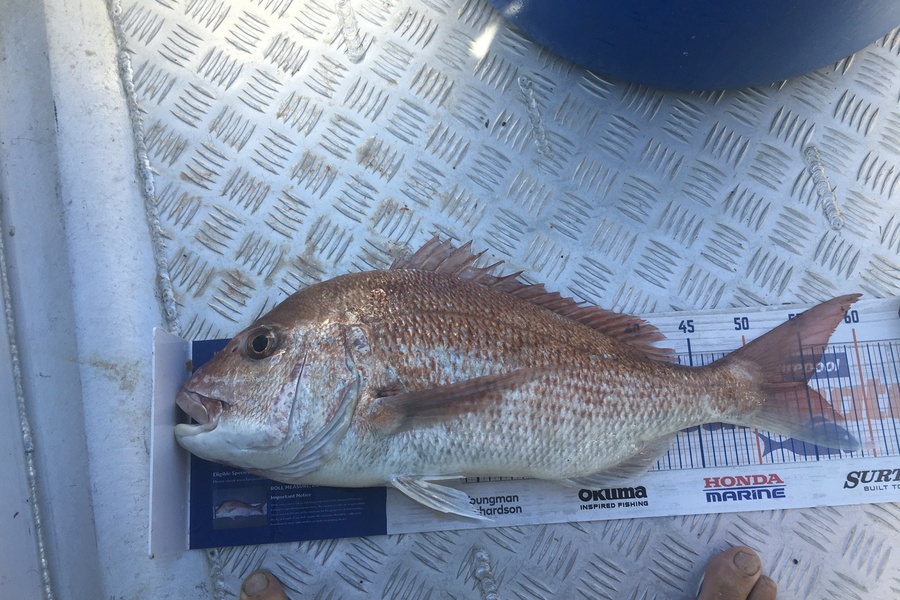 Tony Dodson caught this 55.0cm Snapper at Omaio  during The Export NZ Fishing Competition