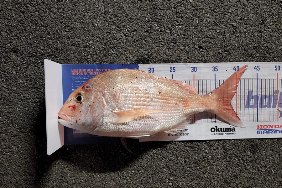 Nic Meyer caught this 38.5cm Snapper at Tauranga during The Export NZ Fishing Competition