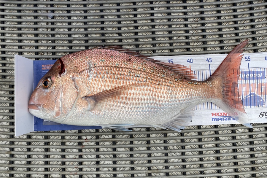 Craig Gowler caught this 52.0cm Snapper at HAWKESBAY  during The Export NZ Fishing Competition