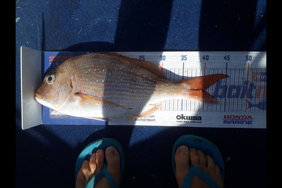 Andrew Le Fleming caught this 40.0cm Snapper at Tauranga harbour during The Export NZ Fishing Competition