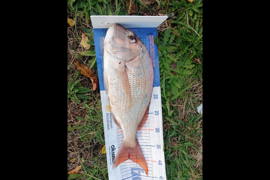 Martyn Patel caught this 38.5cm Snapper at Manukau Harbour during The Export NZ Fishing Competition