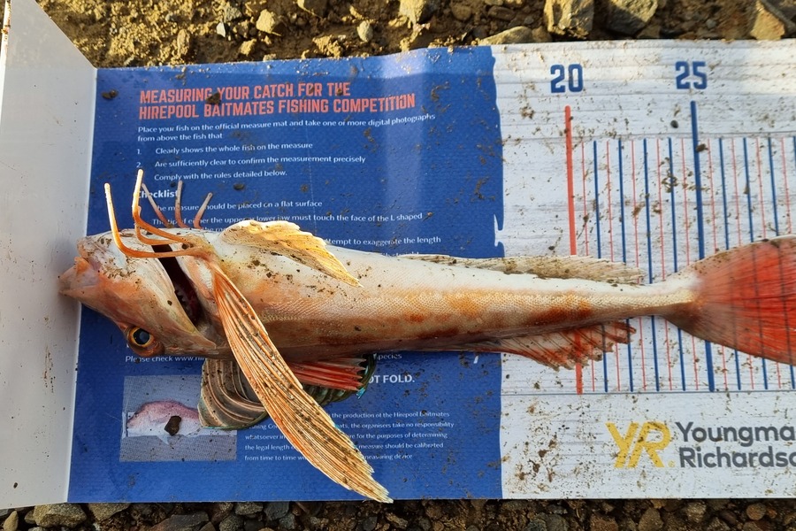 Winter Rosado caught this 28.5cm Gurnard at Wellington during The Export NZ Fishing Competition