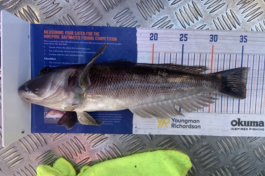 Laura Solomon caught this 36.0cm Blue Cod at Marlborough sounds  during The Export NZ Fishing Competition