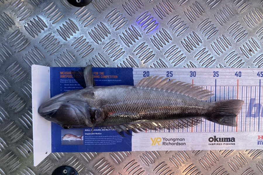 Jason Anderson caught this 39.5cm Blue Cod at Marlborough Sounds  during The Export NZ Fishing Competition
