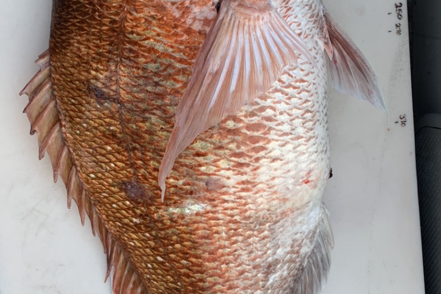 Matt  King  caught this 71.5cm Snapper at Napier during The Export NZ Fishing Competition