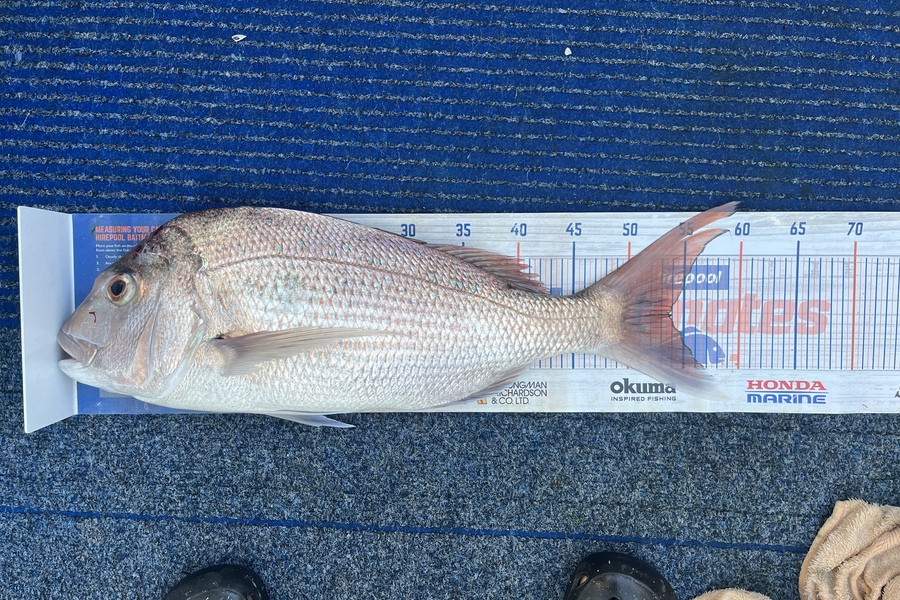 Dave Cunningham caught this 54.0cm Snapper at Ruska during The Export NZ Fishing Competition