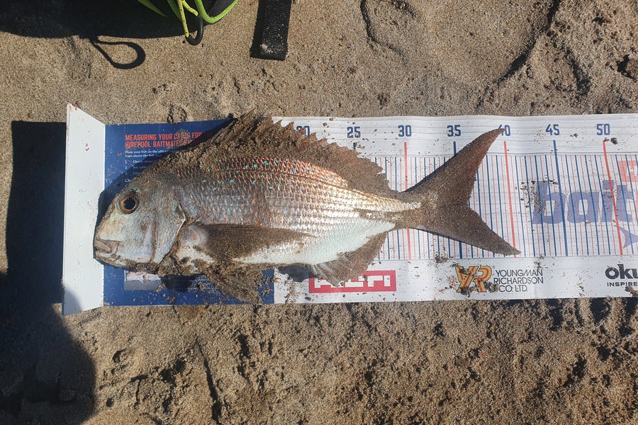 Stephen Torrey caught this 35.5cm Snapper at Coromandal  during The Export NZ Fishing Competition